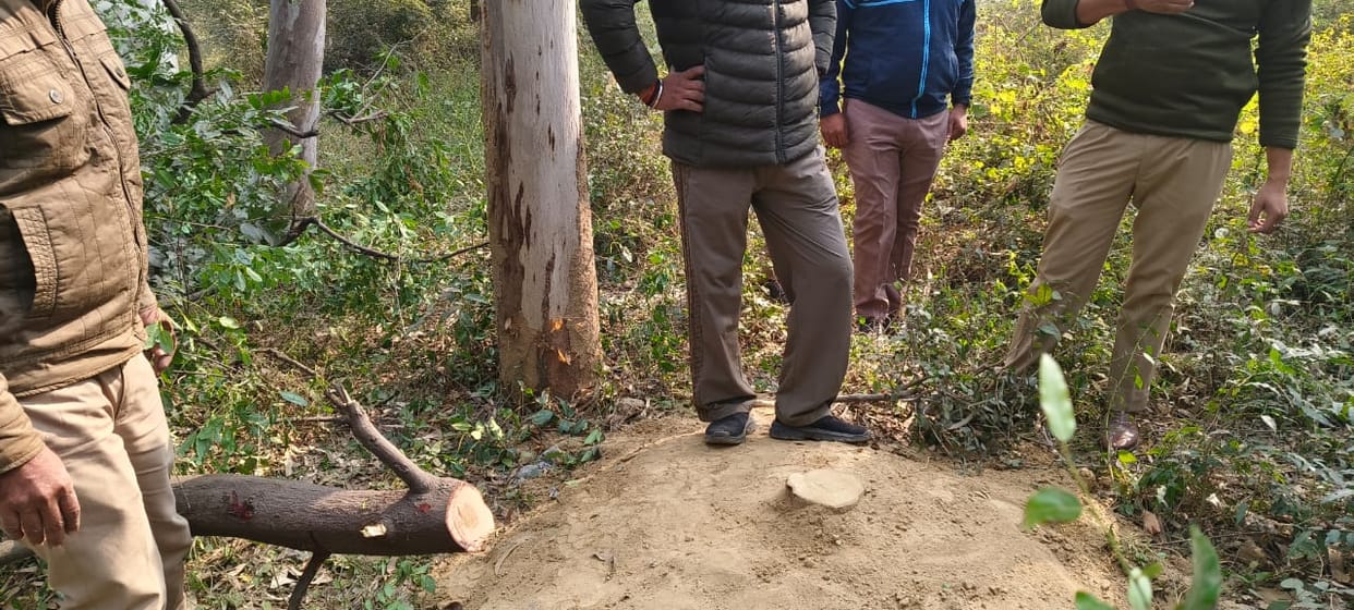 Sandalwood tree cut near the Forest Department office
