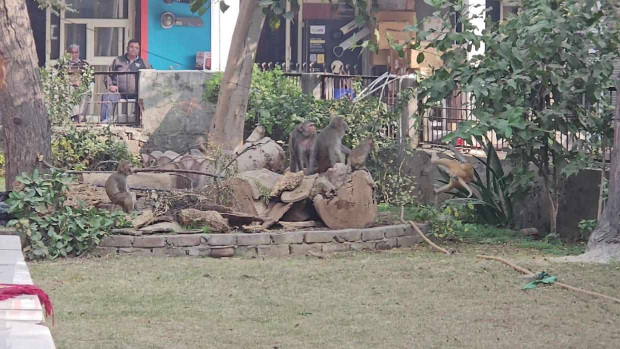 Monkeys are causing havoc in the city, and people are living in fear.