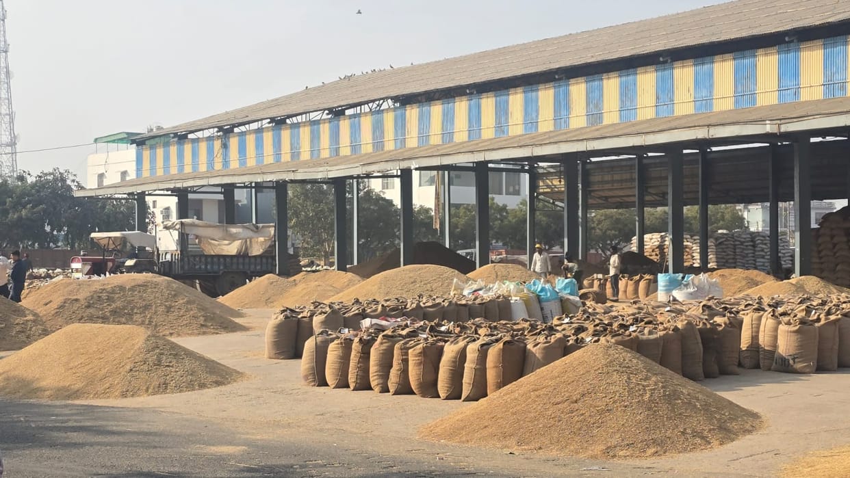 60 quintals of late-maturing variety wheat seeds were distributed.