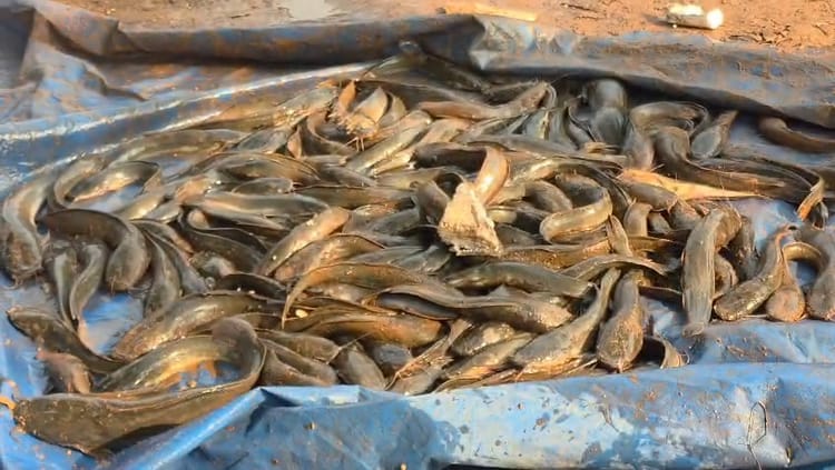 Bihar News : बाजारों में बेचा जा रहा था कैंसर! मत्स्य विभाग ने की बड़ी कार्रवाई, प्रतिबंधित मांगुर मछली जब्त