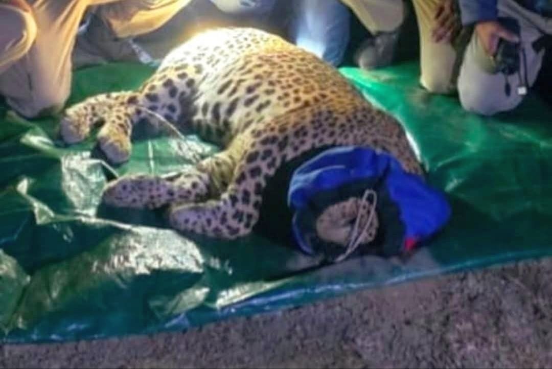 A leopard was tranquilized and caged.