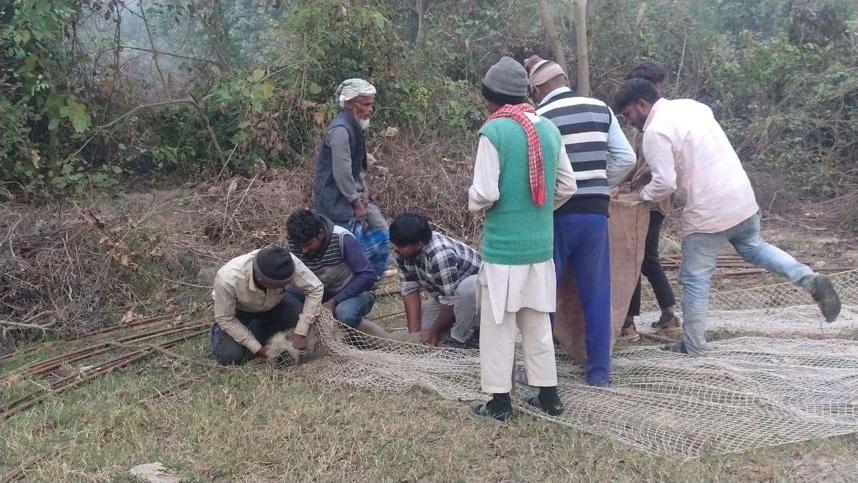 When the village head ignored their pleas, the villagers collected money and arranged for the capture of 75 black monkeys.