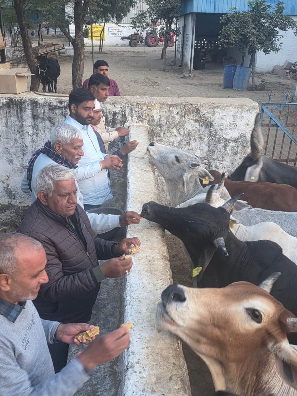 गाय को चारा खिलाते जिला परिषद के चेयरमैन मनोज यादव। स्रोत : प्रवक्ता