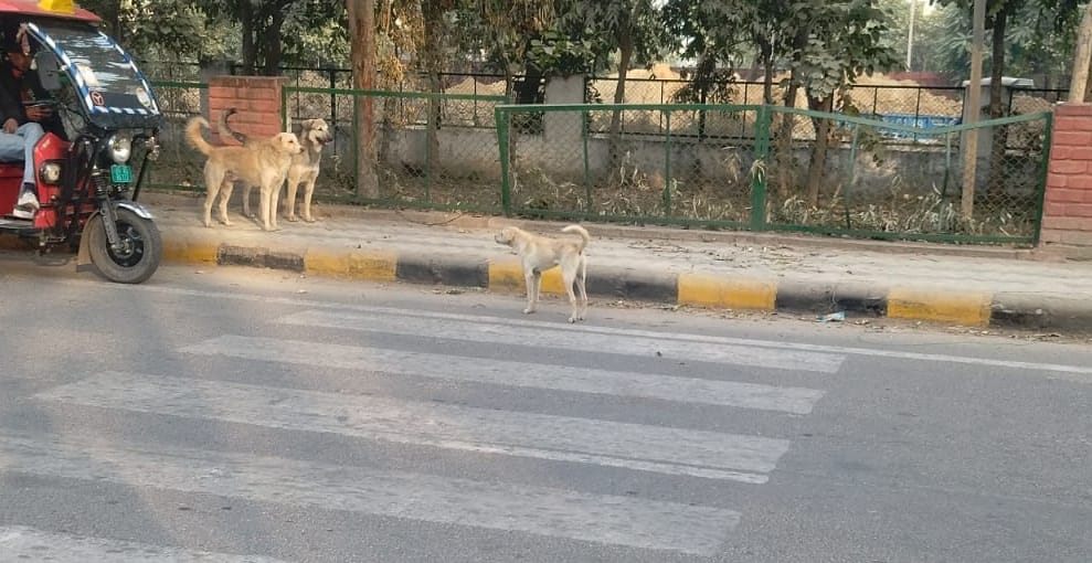 The city council will again start the dog catching campaign.