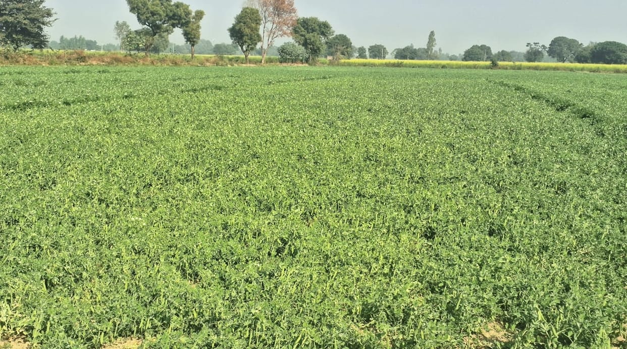 Disillusioned with desi, Himachali peas spread fragrance