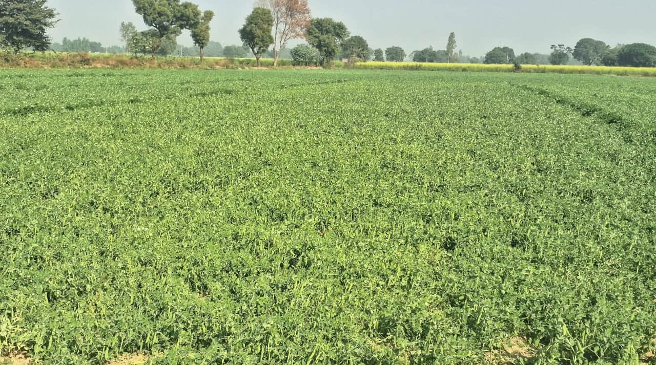 मिरहची क्षेत्र में लहलहाती हिमाचली मटर की फसल। संवाद