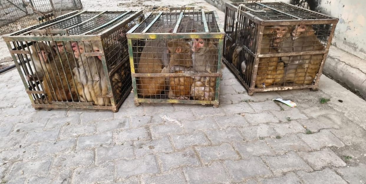 356 monkeys were caged in four days.
