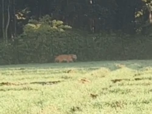 A tiger entered a cowshed and fled into the forest after a commotion.