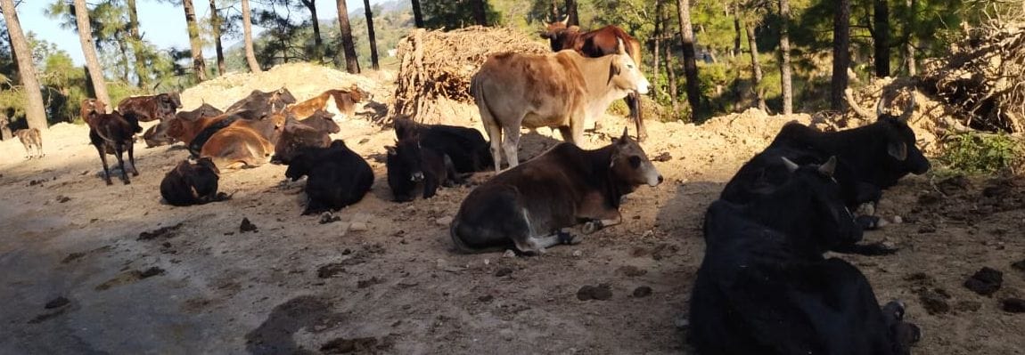 Where crops once flourished, now lies silence; stray animals wreak havoc in Sihunta