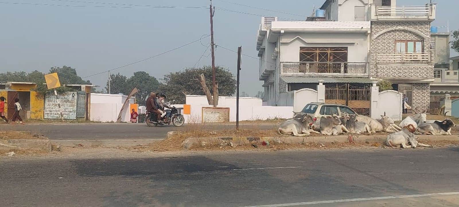 दहगवां क्षेत्र के सिलहरी में गोशाला बंद होने इके बाद पास के हाईवे पर गोवंश। संवाद