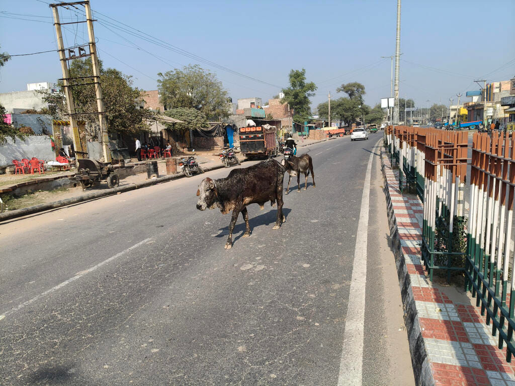 The bull killed the man, but the municipal administration did not wake up.