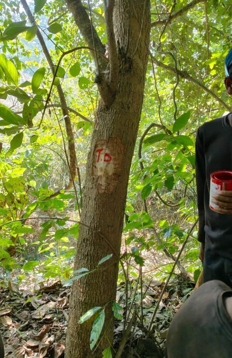 बलरामपुर के सोहेलवा जंगल में जनगणना के लिए पेड़ों पर लगाया गया निशान।-संवाद