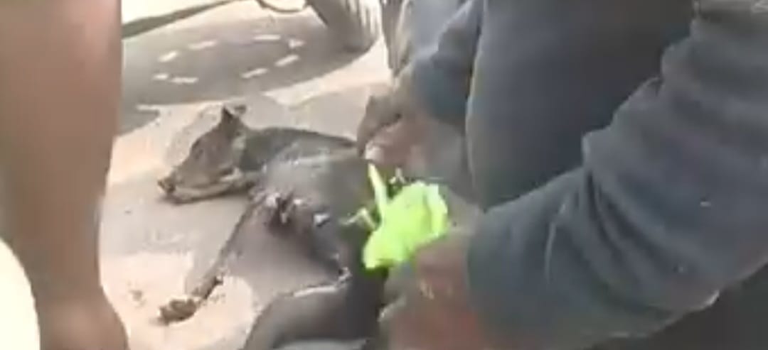 Dog tied with a rope and dragged, video goes viral
