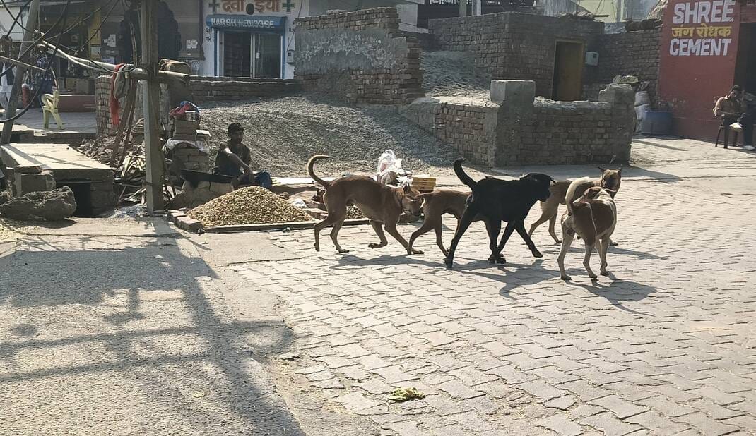 Dog catching campaign did not start even after tender