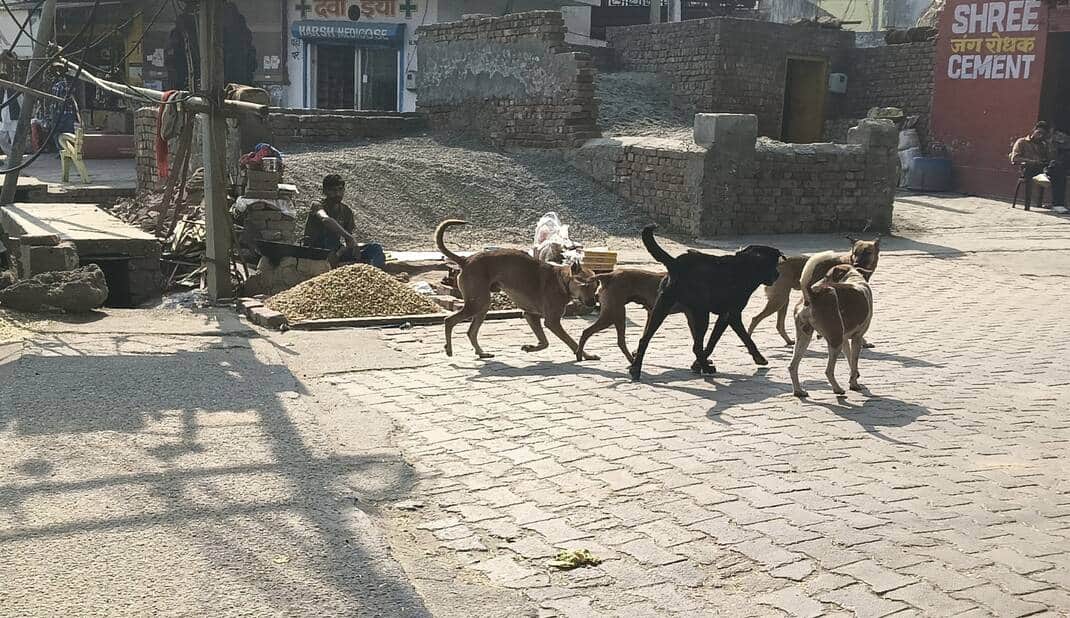 डोगरा गेट में सड़क पर घूम रहा लावारिस कुत्तों का झूंड। संवाद