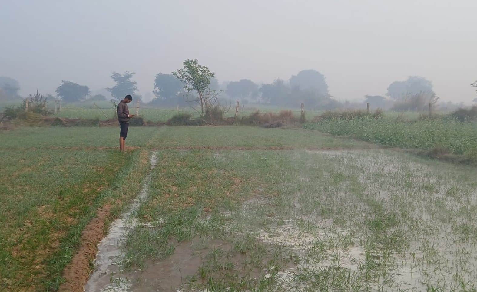 गेहूं की सिंचाई करता किसान।