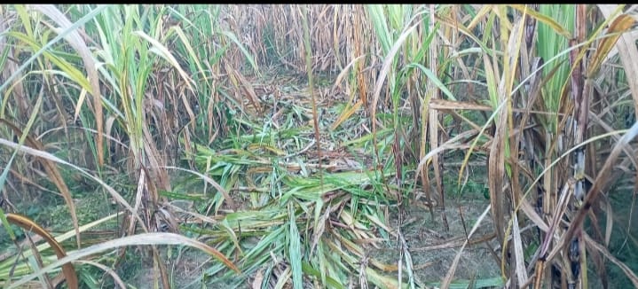 A herd of elephants entered the sugarcane fields, destroying 50 bighas of crops.