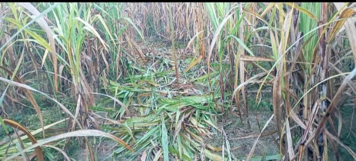 हरेवली के जंगल में हाथियों द्वारा रौंधी गई गन्ने की फसल स्रोत ग्रामीण