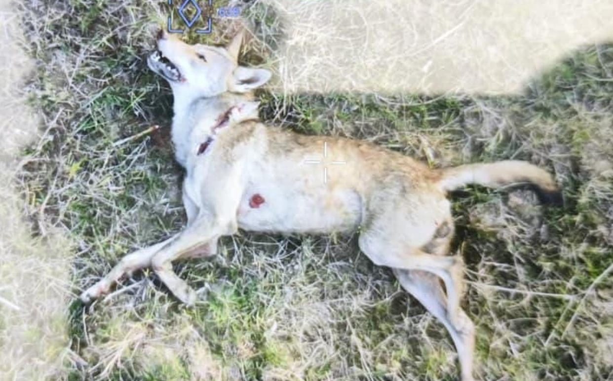 The wolf that hunted the innocent girl was killed
