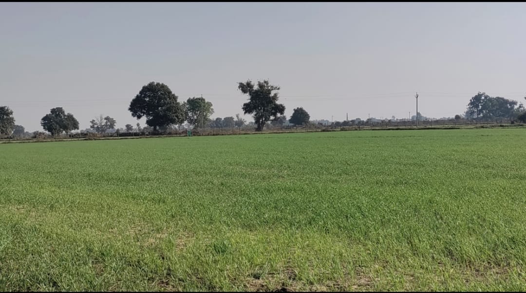 The wheat plants have turned yellow due to the unavailability of urea, leaving farmers worried.