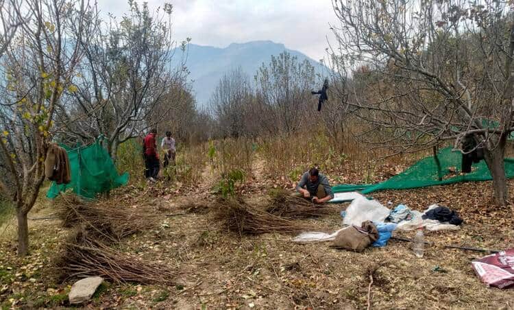 खराहल क्षेत्र में नर्सरी में काम करते हुए लोग, ऑर्डर पर पौधों के बंडल बनाते हुए। संवाद