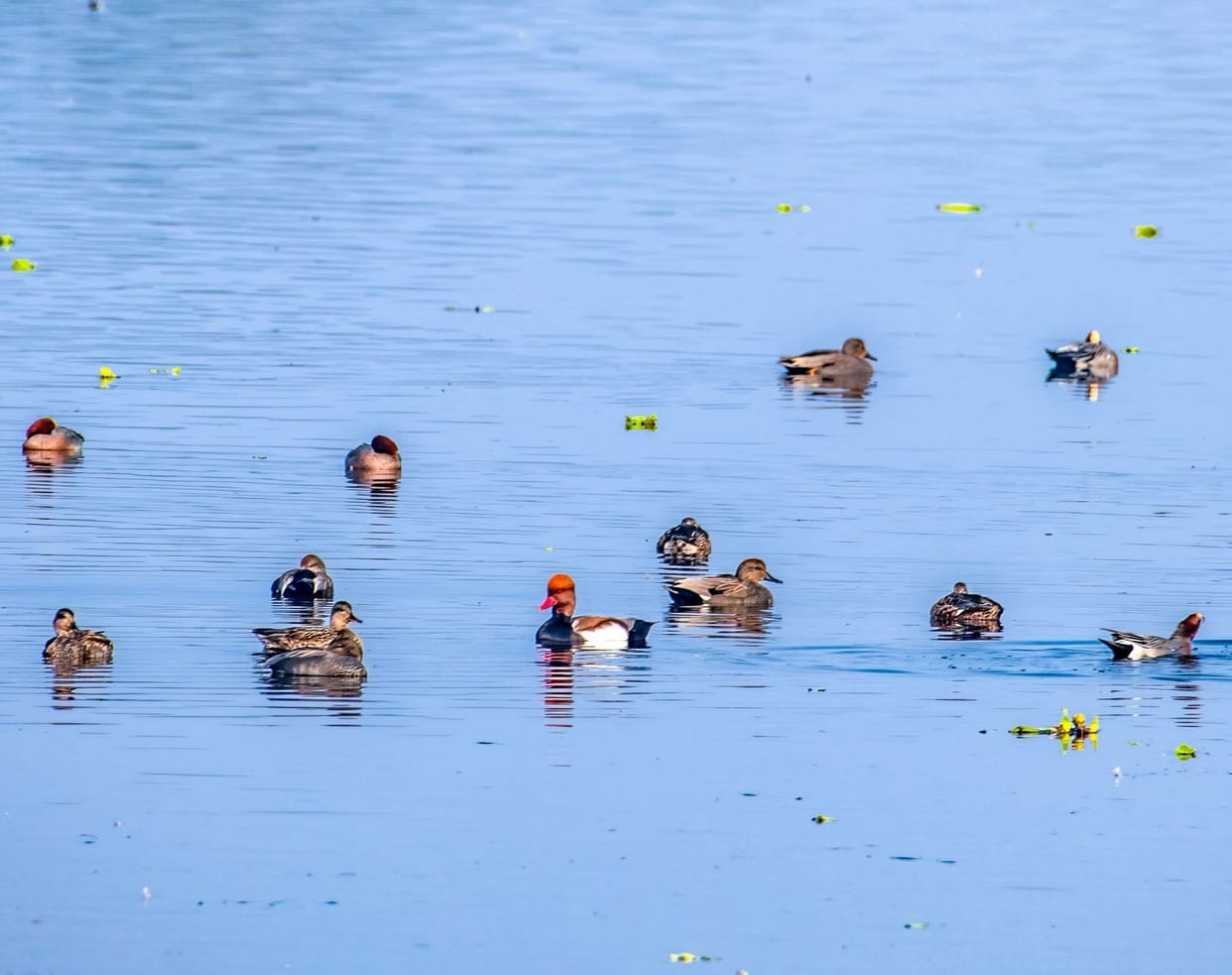 The arrival of migratory birds has begun at Harike Wetland, and an increase in the number of tourists is expected.