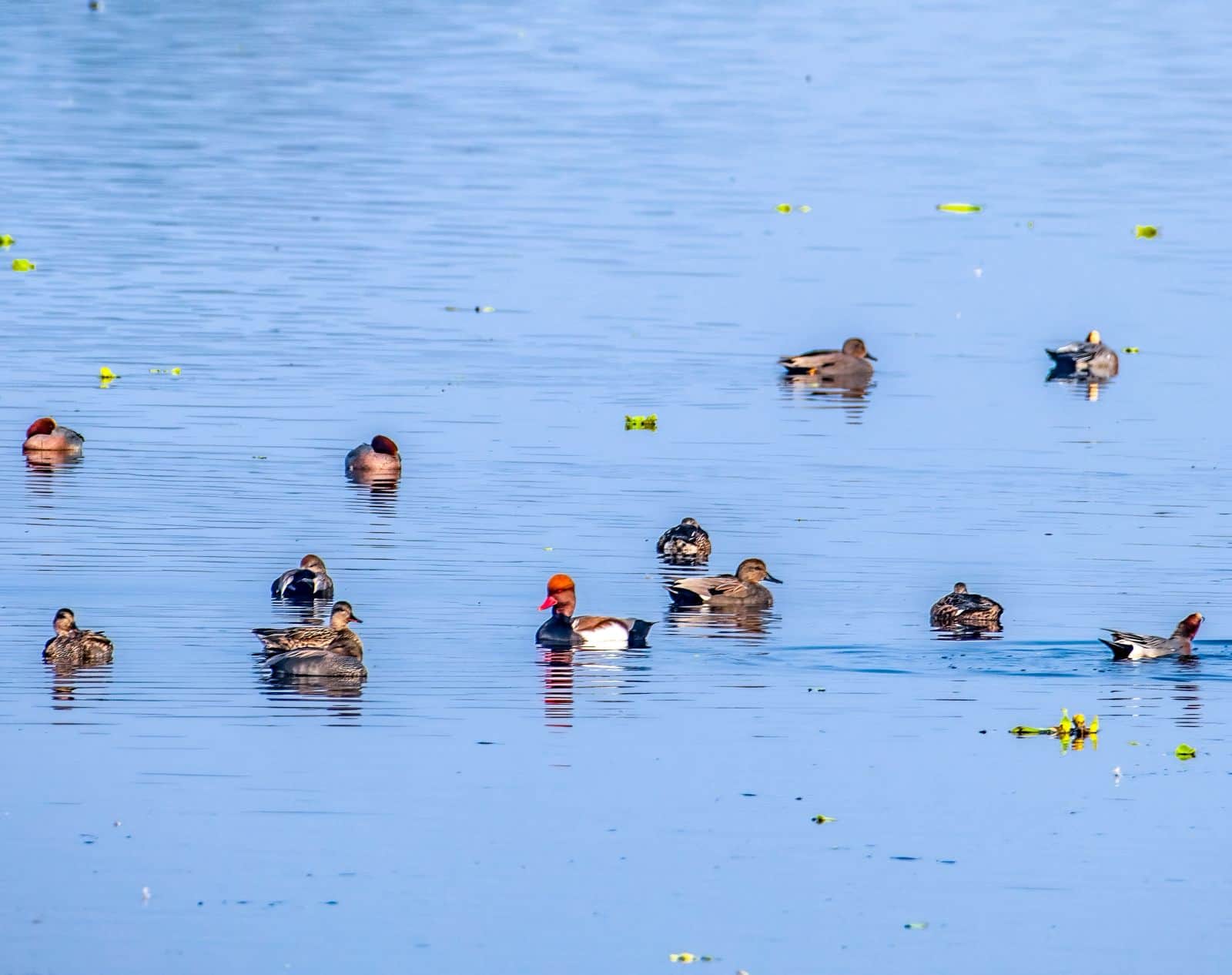 लिटल ग्रेक, हैडिडगीज, गड़वाल प्रजातियों के पक्षी। संवादधूप का आनंद लेते विदेशी पक्षी सिट्रीन व