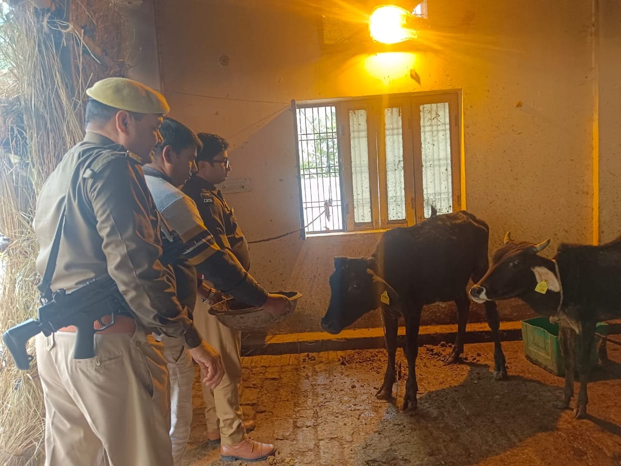 The SP fed jaggery to the cows at Kanha Gaushala.