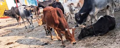 Villagers locked stray cattle in a school, then officers took them to a cow shelter
