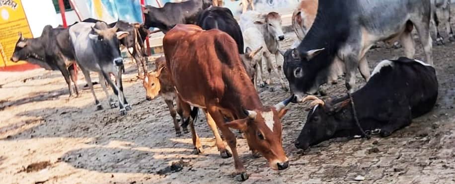 मैलानी के सुरजनपुर के प्राथमिक विद्यालय में बंद गोवंश-संवाद