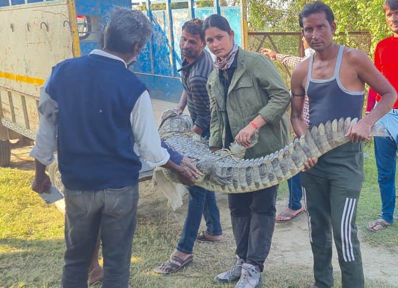 Jungle Queen Nazrun Nisha story who has so far rescued snakes and crocodiles in lakhimpur kheri