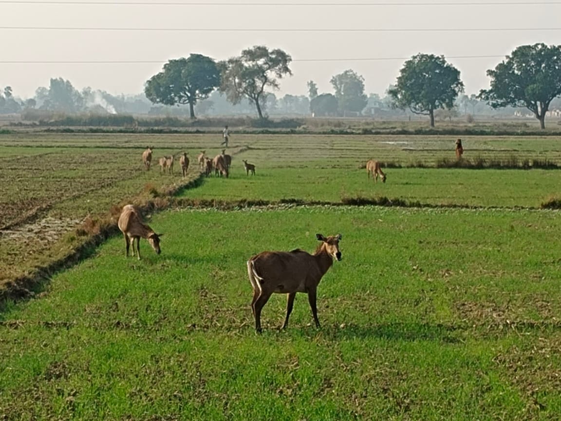 A herd of nilgai has become a nuisance, forcing farmers to guard their fields all night in the cold.