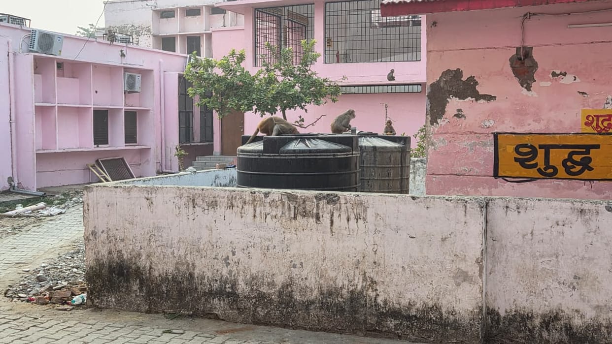 Monkeys drinking water from the tank of the divisional district hospital, video goes viral