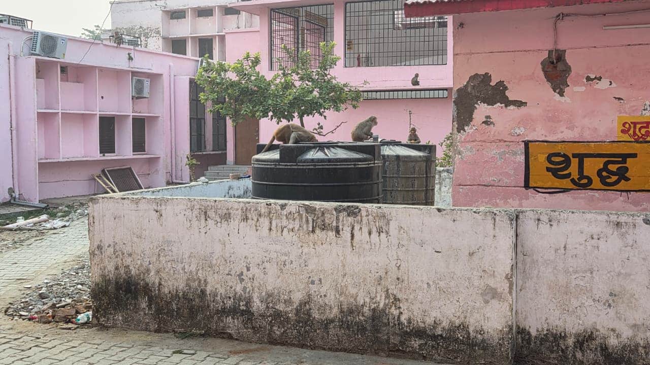 12-  मंडलीय जिला अस्पताल में पानी की टंकी में घुसकर पानी पीता बंदर।