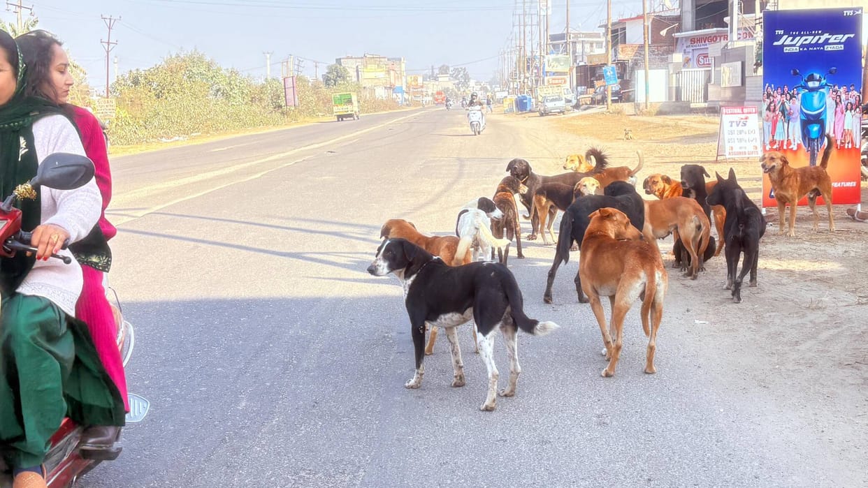 Stray dogs problem