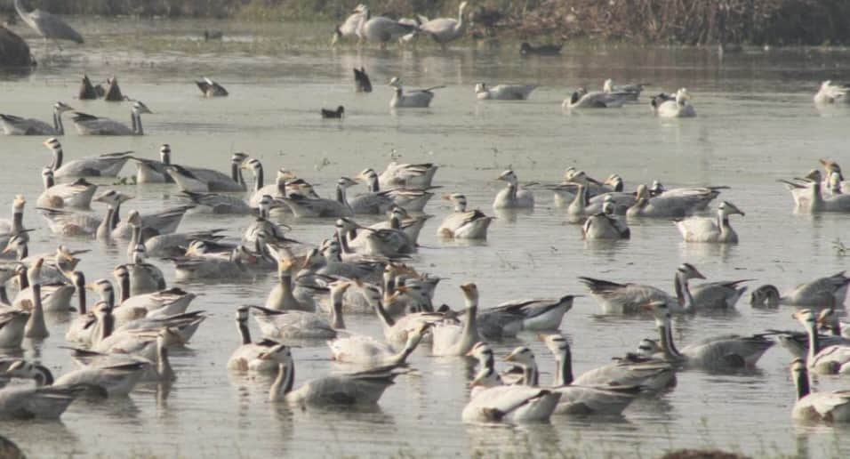 आरएस पुरा घराना वेटलैंड में तलाब में बिचरण करते प्रवासी पक्षीस्रोत संवाद