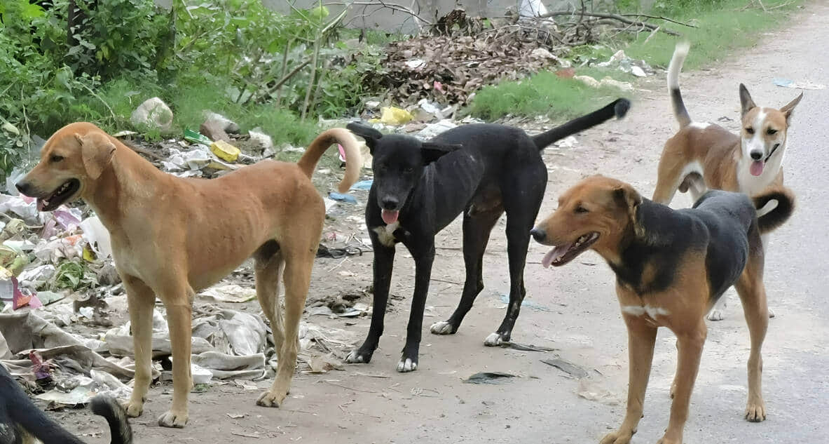 अनाज मंडी मार्ग पर घूम रहे लावारिस कुत्ते। संवाद