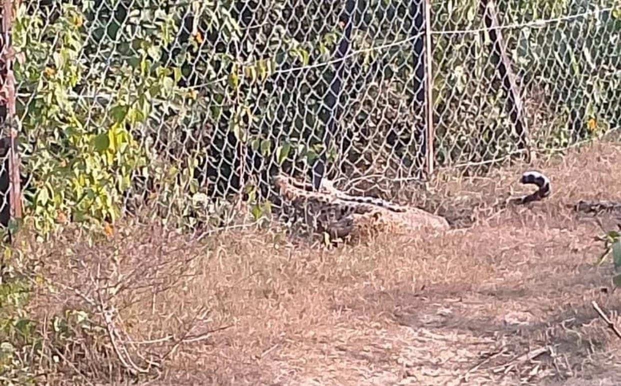 The leopard was trapped in the iron cage for half an hour