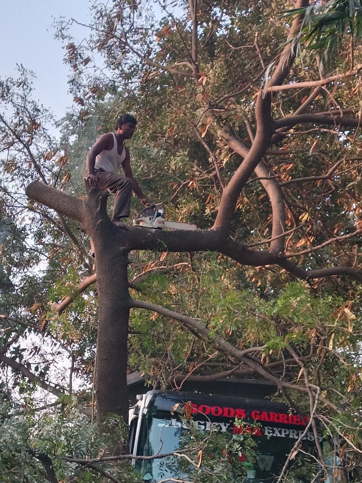 Traffic halted for two hours after a tree branch fell on a vehicle.