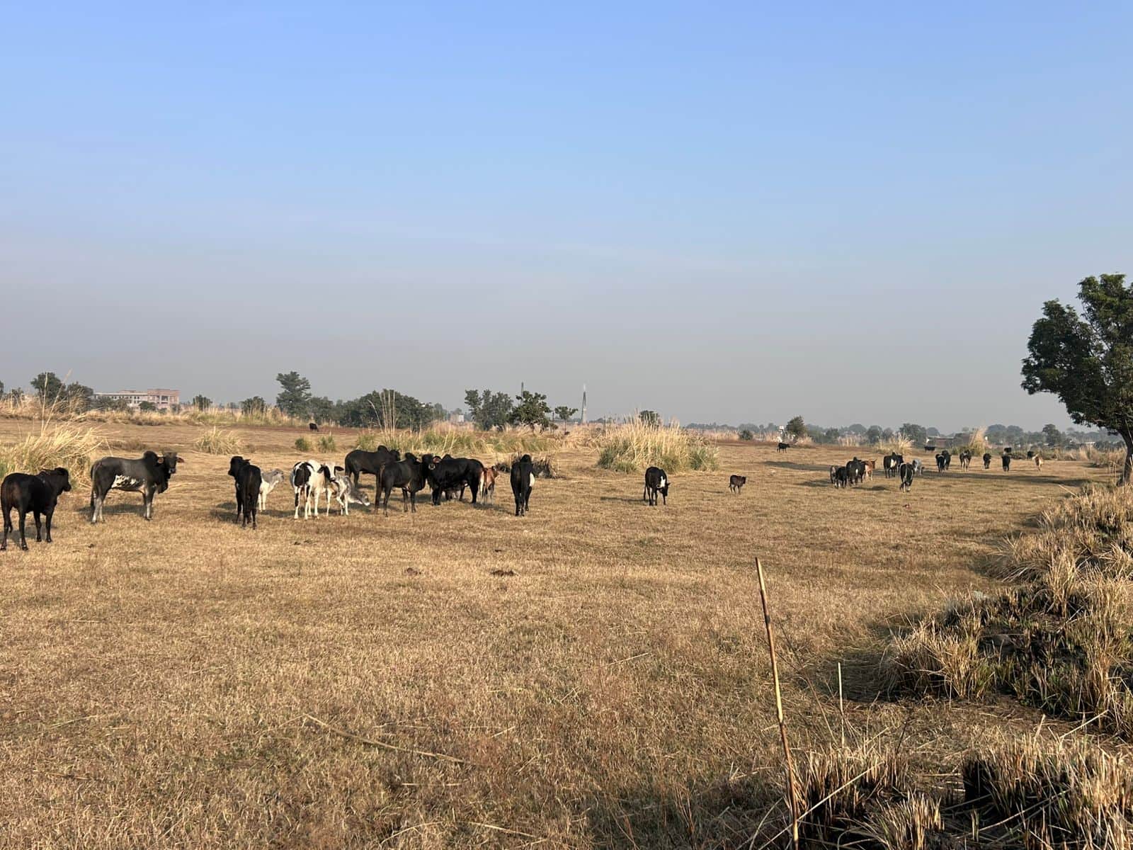 फोटो ज्यौडियां सेगांव ढांगर के क्षेत्र में खेतों में घूमते अवारा पशु