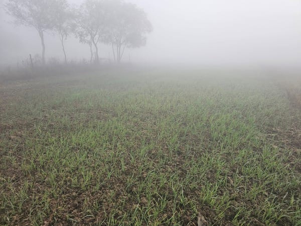 Irrigate the crops to protect them from the night frost.