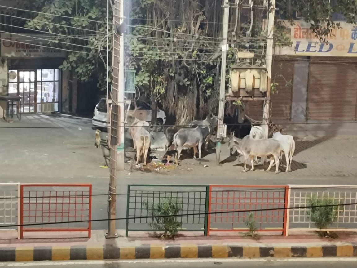 A child playing in the street was attacked by four dogs, bitten in several places, and rescued by neighbors