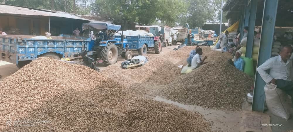 गल्ला मंडी में लगे मूंगफली के ढेर