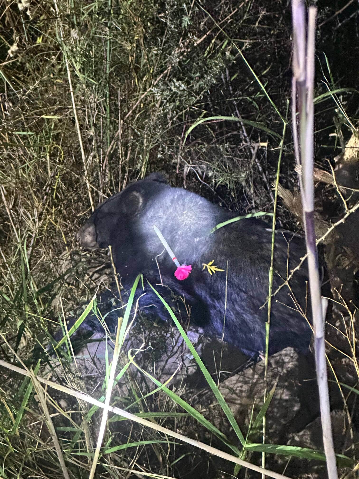 ज्योतिर्मठ में तार पर फंसे भालू को किया गया ट्रेंकुलाइज। स्रोत: वन विभाग