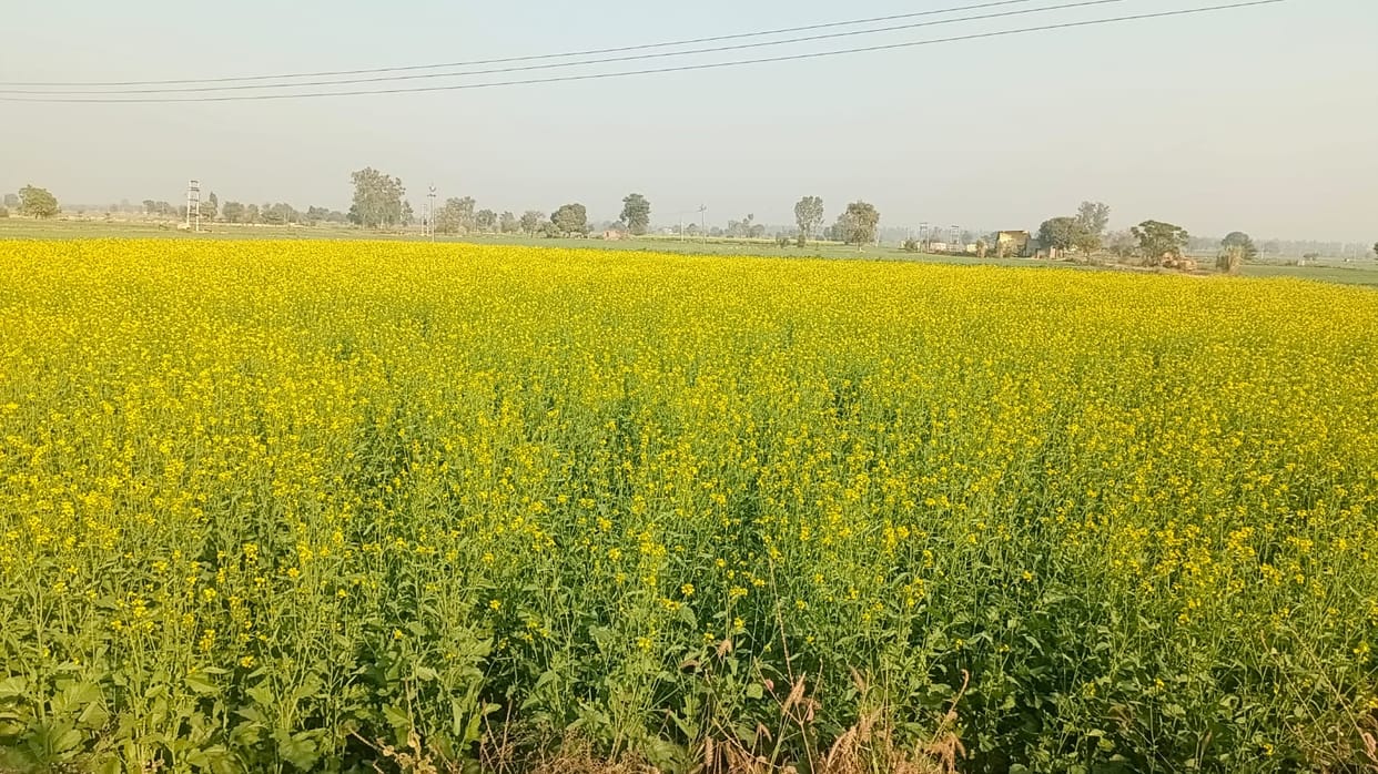 Water scarcity has changed the direction of agriculture, emphasis on traditional crops