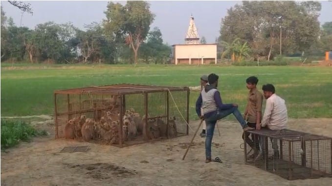 The villagers collected money and had 208 monkeys captured.