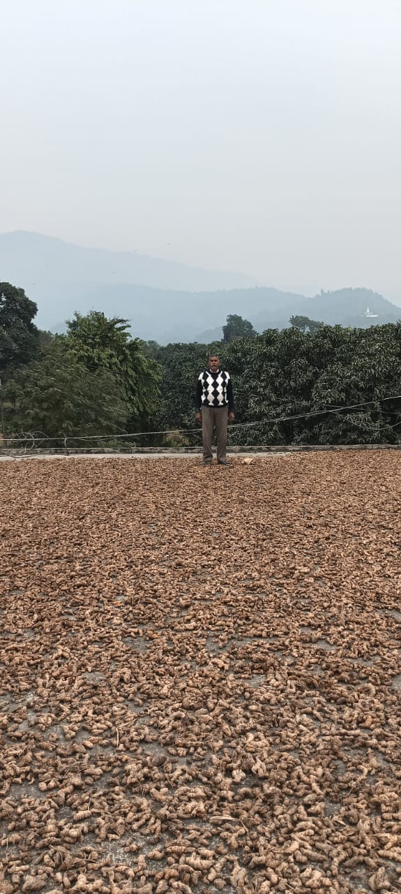Organic farming changed his fortune, he grew turmeric in a mango orchard.