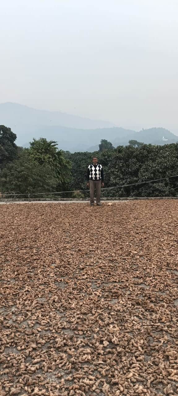 नंदपुर पंचायत के किसान ने तैयार की आरगेनिक हल्दी- संवाद