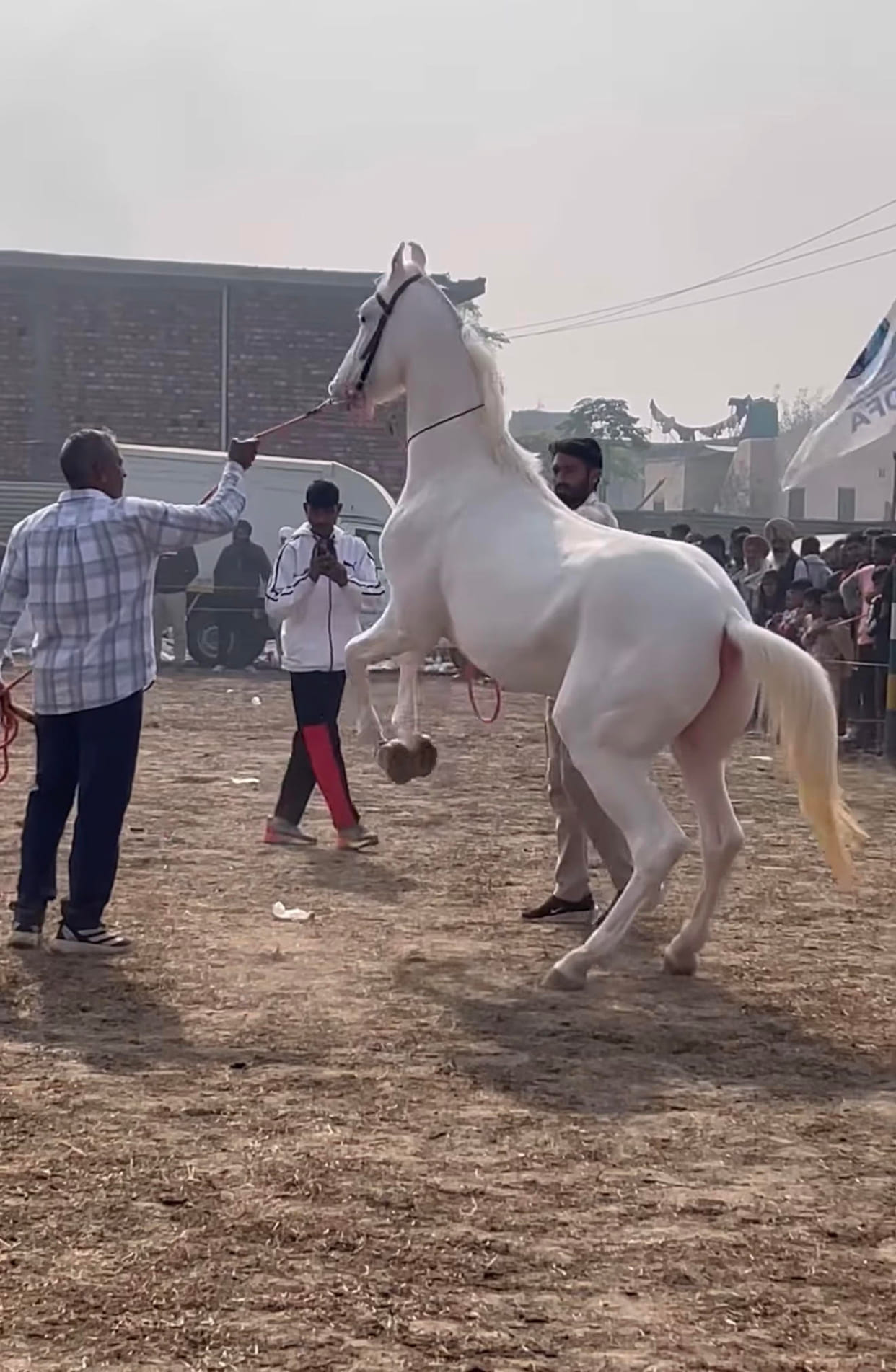 White horse Noorbaksh became the center of attraction in the cattle fair.