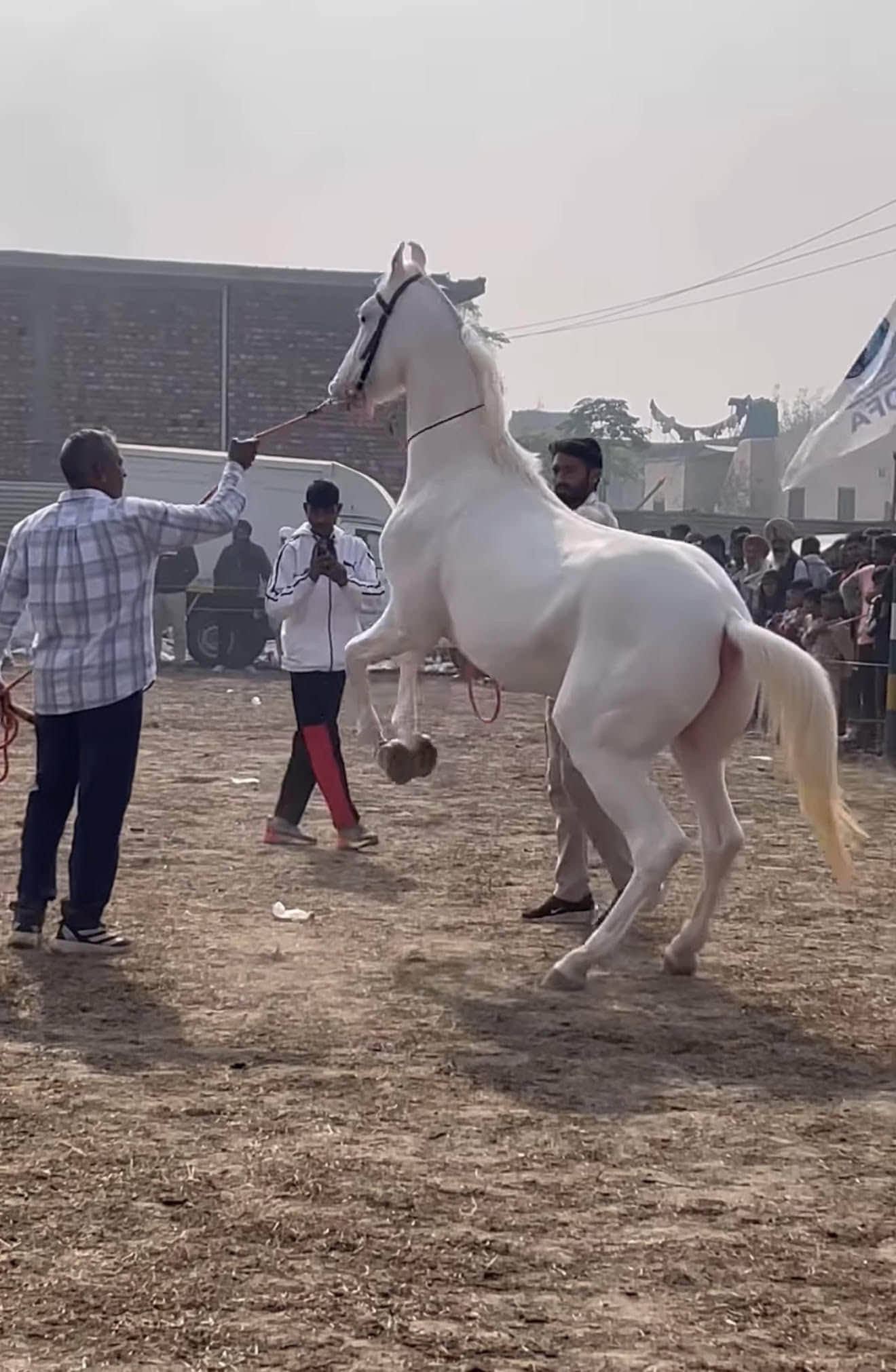 पिहोवा। पशु मेले में पहुंचा घोड़ा नूरबक्श। विज्ञप्ति